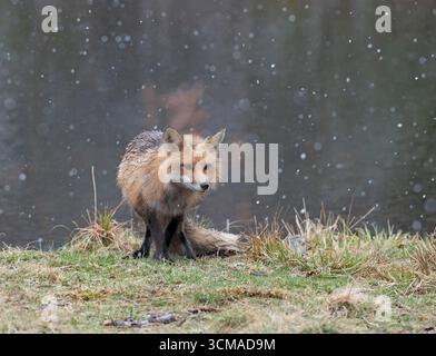 Rotfuchs (Vulpes vulpes). Schneeschauer im Acadia-Nationalpark, Maine, USA. Stockfoto