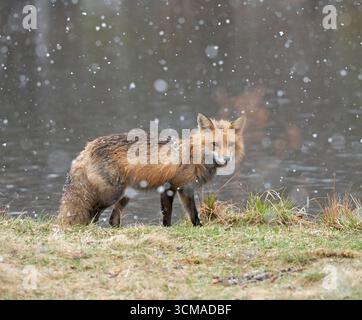 Rotfuchs (Vulpes vulpes). Schneeschauer im Acadia-Nationalpark, Maine, USA. Stockfoto