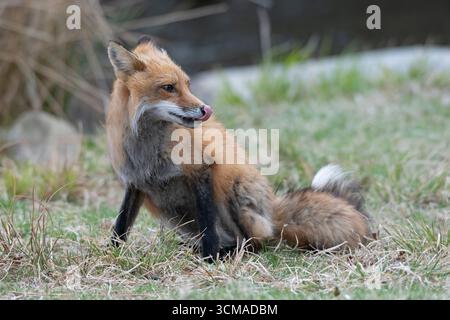Rotfuchs (Vulpes vulpes), der bei starkem Wind gefangen wird. April im Acadia-Nationalpark, Maine, USA. Stockfoto