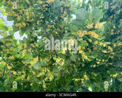 Blühender Hintergrund des Lindenbaums, grüne Blätter in Herzform und kleine gelbe Blüten, niedriger Winkel Stockfoto