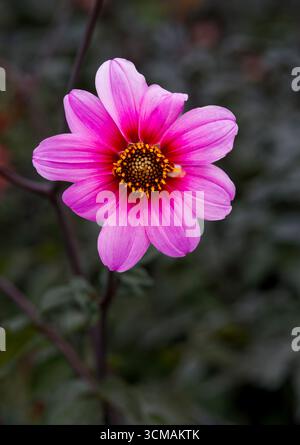 Eine wunderschöne rosa Dahlienblume in einem großen Blumenbeet Stockfoto