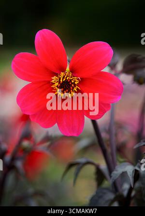 Eine wunderschöne, zerkisfarbene Dahlienblume in einem großen Blumenbeet Stockfoto