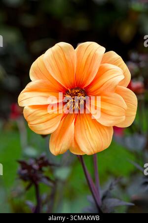 Eine wunderschöne orangene Dahlienblume in einem großen Blumenbeet Stockfoto