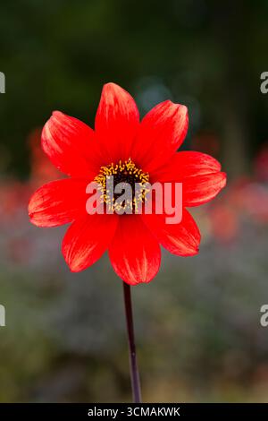 Eine schöne rote Dahlienblume in einem großen Blumenbeet Stockfoto