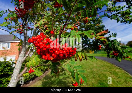Hellrote Beeren eines Vogelbaums, auch bekannt als Bergasche Stockfoto