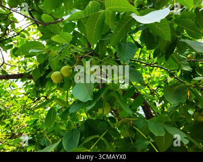Grüne Walnüsse auf Ästen unter einem Sommerdach Stockfoto