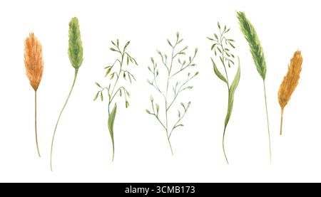 Satz von farbenfrohen Lagurus- und Feldspikelet-Aquarellabbildungen auf isoliertem Hintergrund. Flauschiger Hasenschwanz, Wiesenhafer, Grasklammerkunst. Stockfoto