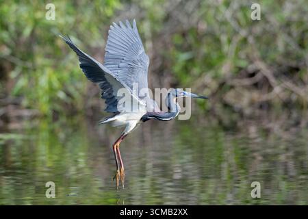 Dreifarbige Reiher (Egretta Tricolor) Angeln. März im Everglades National Park, Florida, USA. Stockfoto