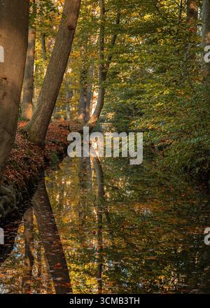 Ruhiger Herbstwald mit Bäumen, die sich in ruhigem Wasserlauf spiegeln, friedliche saisonale Naturszene. Stockfoto