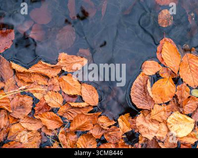 Herbstlaub schwebt auf dunklem Wasser, ruhige Wellen und satte saisonale Farben in sanftem Licht Stockfoto