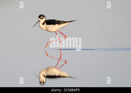 Schwarzhals-Stelze (Himantopus mexicanus) jagen an einem stillen Tag im schönen frühen Morgenlicht. März im Myakka River State Park, Florida. Stockfoto