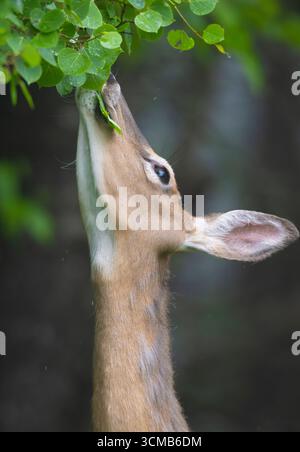 Weißschwanzhirsche (Odocoileus virginianus), die Birkenblätter fressen. Januar im Acadia-Nationalpark, Maine, USA. Stockfoto