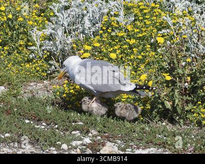 Eine Mittelmeermöwe (Larus michahellis) steht im Gras und schützt ihre Küken zwischen gelben Blüten. Porquerolles Island, Giens, Hyeres, Bewiesen Stockfoto