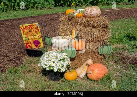 Sammlung von saisonalen Herbstartikeln für eine Ausstellung im Freien auf einem Bauernhof mit Produkten wie Kürbissen Mais Heu Ballen Müttern und anderen Dekorationen auf einem Stockfoto