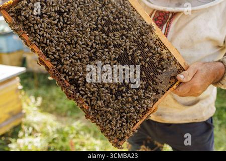 Aus nächster Nähe sehen Sie einen Imker, der einen überfüllten Brutrahmen in einem Bienenhaus im Hinterhof beobachtet, ideal für Geschichten über Honigproduktion, Bestäubung und nachhaltige Farm Stockfoto