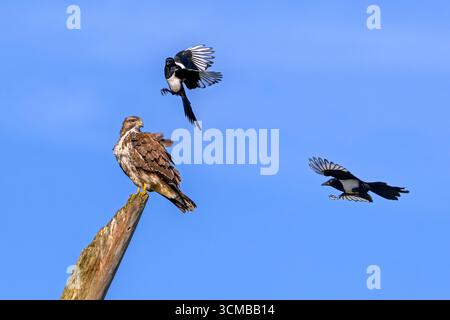 Zwei eurasische Elster (Pica pica) im Flug belästigend / mobbing gemeiner Bussard (Buteo buteo), der auf totem Baumstamm thront Stockfoto