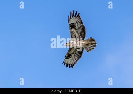 Gemeinsamer Bussard (Buteo Buteo) im Flug, der gegen den blauen Himmel aufsteigt Stockfoto