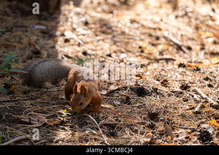 Eichhörnchen im Park an sonnigem Tag. Herbstsaison Stockfoto