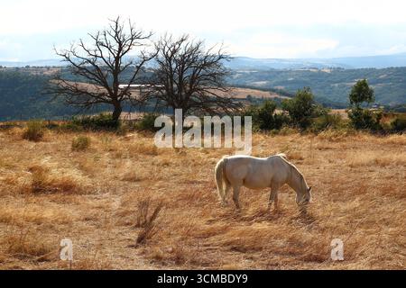 Mit Blick auf das Alagnon-Tal weidet ein weißes Pferd friedlich auf der Vegetation, die von der Julisonne vergoldet wird (Cantal, Auvergne, Frankreich) Stockfoto