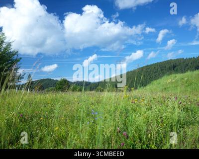 Sommerwind weht über Grasfeld und Wildblumen im Schwarzwald Deutschland Stockfoto