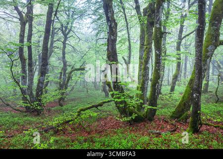 Mystischer Morgen auf der Route des Crêtes bei Hohneck in den Vogesen, Frankreich. Stockfoto