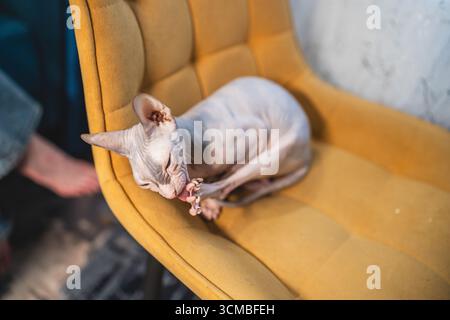 Eine haarlose Sphynx-Katze sitzt drinnen bequem auf einem hellgelben Stuhl. Die ruhige, familiäre Umgebung unterstreicht die einzigartigen Eigenschaften und beruhigende Atmosphäre Stockfoto