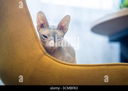 Von unten sitzt eine haarlose Sphynx-Katze bequem auf einem hellgelben Polsterstuhl Stockfoto