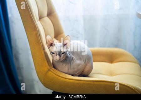 Eine haarlose Sphynx-Katze sitzt bequem auf einem hellgelben Polsterstuhl und blickt auf die Kamera mit ihrer markanten faltigen Haut und ihrem großen Ei Stockfoto