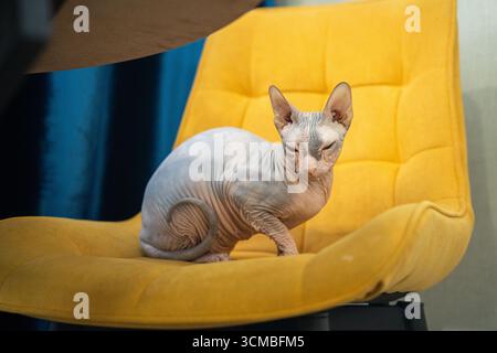 Eine haarlose Sphynx-Katze sitzt bequem auf einem hellgelben Polsterstuhl und blickt auf die Kamera mit ihrer markanten faltigen Haut und ihrem großen Ei Stockfoto