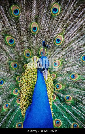 Eine atemberaubende Nahaufnahme eines männlichen Pfauens, der sein lebendiges, buntes Gefieder mit komplizierten Augenmustern zeigt. Die Federn fächern sich elegant und hochgradig aus Stockfoto