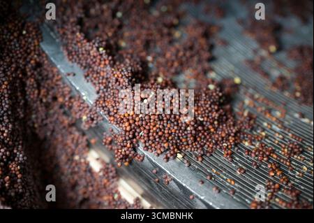 FRANKREICH, Burgund, Beaune, Senfmacher Moutarderie Fallot, scharfer brauner Senf, lat. Brassica juncea / FRANKREICH, Burgund, Beaune, Senfmacher Moutarderie Fallot, brauner scharfer Senf, lat. Brassica juncea Stockfoto