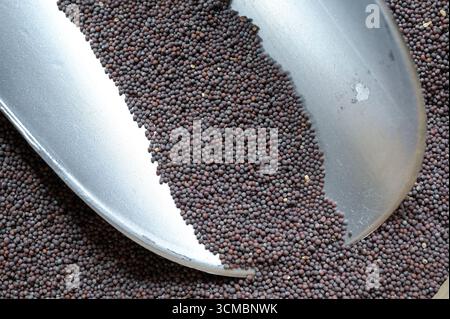 FRANKREICH, Burgund, Beaune, Senfmacher Moutarderie Fallot, scharfer brauner Senf, lat. Brassica juncea / FRANKREICH, Burgund, Beaune, Senfmacher Moutarderie Fallot, brauner scharfer Senf, lat. Brassica juncea Stockfoto