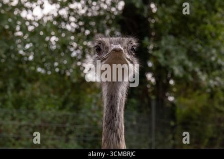 Eine Nahaufnahme des Gesichts und Halses eines rhea, Stockfoto