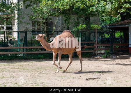 Ein Dromedarkamel spaziert durch ein Paddock in einem Zoo oder einer Farm. Das Kamel mit seinem charakteristischen sandig-braunen Fell und einem großen Buckel auf dem Rücken blickt weg. T Stockfoto