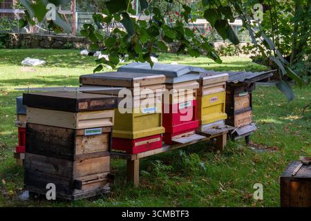 Eine Reihe von bunten Bienenstöcken steht auf einem grünen Rasen, umgeben von Bäumen und Büschen. Stockfoto