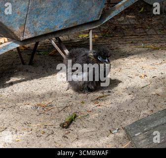 Ein kleines, flauschiges Küken mit dunklem Gefieder sitzt auf dem Boden unter einer alten blauen Schubkarre. Das Mädchen erscheint einsam und leicht verängstigt, seine Augen Stockfoto