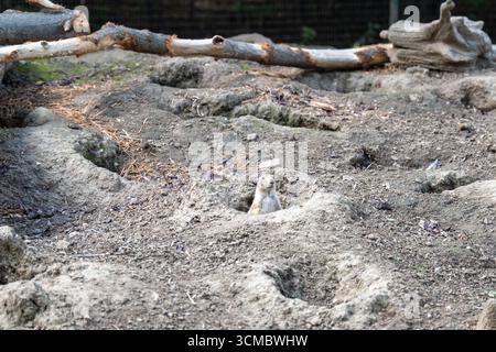 Eine Nahaufnahme eines Gopher, der aus einem Loch in trockenem, staubigem Boden blickt Stockfoto