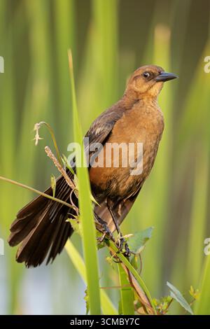 BootsanlegeGrackle. Marsch in der Audubon Venice Rookery, Florida. Stockfoto