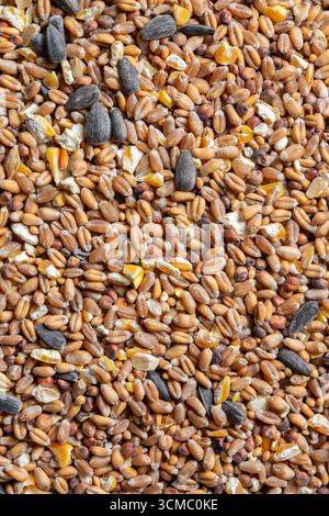 Hintergrund für gemischtes getrocknetes Vogelfutter. Naturfütterung durch Winterkonzept. Stockfoto