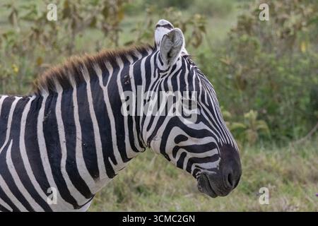 Nahaufnahme eines Zebras im Nakuru Lake National Park Stockfoto