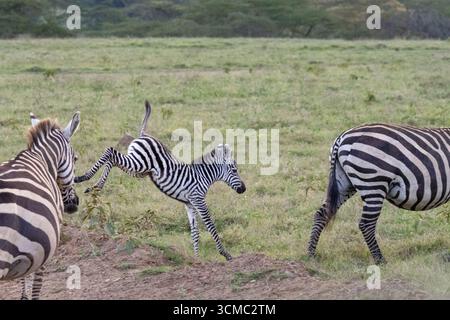 Ein verspieltes Zebrafohlen springt in der afrikanischen Savanne des Masai Mara National Reserve Stockfoto