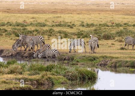 Eine Zebras-Herde, die aus einem Wasserloch mit Thomson's Gazellen im Hintergrund im Amboseli-Nationalpark trinkt Stockfoto