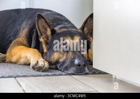 Nahporträt eines Schäferhunds mit ausdrucksstarken Bernsteinaugen, die drinnen auf grauer Matte liegen. Wunderschönes, treues Haustier, das friedlich zu Hause ausruht. Stockfoto