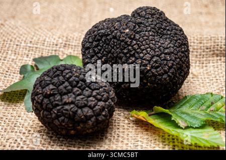 Köstliche Pilze, frische schwarze Sommertrüffelpilze aus Italien für die Zubereitung von Trüffelgerichten mit leckerem Aroma, kulinarisches Restaurant in Frankreich Stockfoto