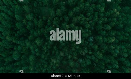Von oben aus sehen Sie den dichten grünen Wald in Divcibare, Serbien, mit einer reichen natürlichen Wildnis. Minimalistischer natürlicher Hintergrund. Stockfoto