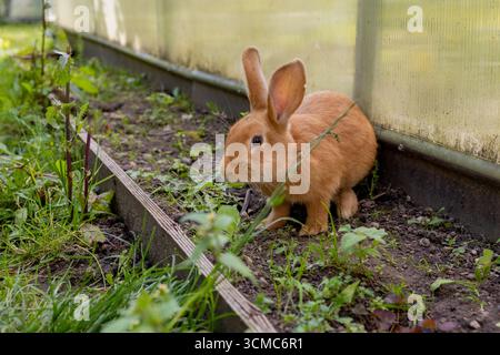 Orange Hase Hase draußen auf Bauernwiese mit grünem Gras Nahaufnahme Stockfoto