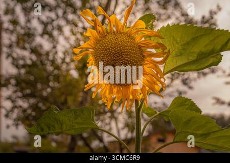 Große gelbe Sonnenblume, die im Garten wächst. Einzelne Blume hatte bei sonnigem Tag Nahaufnahme Stockfoto