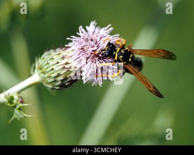 Isolierte Nahaufnahme einer europäischen Papierwespe (polistes dominula), die Nektar von einer kriechenden Distel sammelt (Cirsium arvense (L.) Scop.) Oder Felddistel. Stockfoto