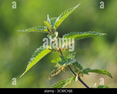 Isolierte Nahaufnahme der Blätter einer Brennnessel (urtica dioica), auch Brennnessel oder Brennnessel genannt, auf einem Feld in Bonn im September Stockfoto