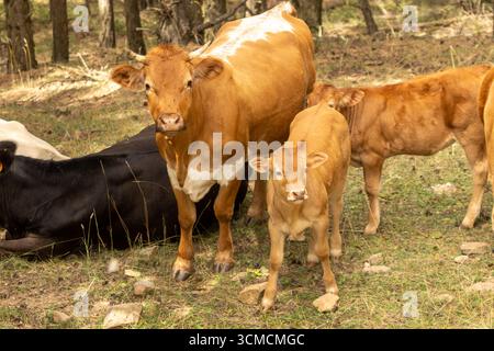 Die Mutterkuh steht mit ihren beiden Kälbern auf einer Waldlichtung, während eine andere Kuh in der Nähe ruht und die friedliche Weide und die strahlende Sonne genießt Stockfoto